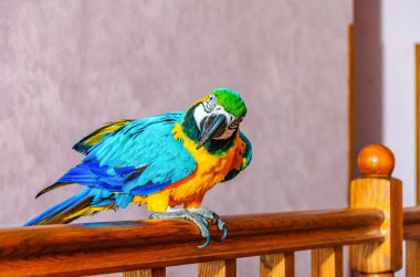 Macaw parrot with colorful plumage sits on a railing in a house against a wall background clipart