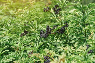 Olgun elderberry 'ler güneşle aydınlatılır. Seçici odaklanma. Bulanık arkaplan.