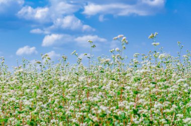 Bahar çiçekli karabuğday tarlası. Mavi gökyüzünün tarımsal arka planı. Sağlıklı yaşam tarzı kavramı