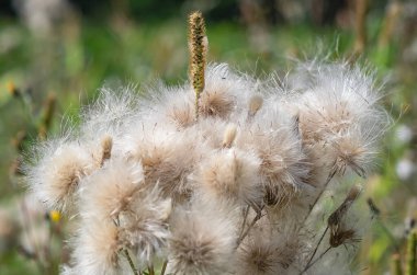 Bulanık arkaplanda kabarık devedikeni tohumları var. Çiçekli sonbahar keyifli ekran koruyucu