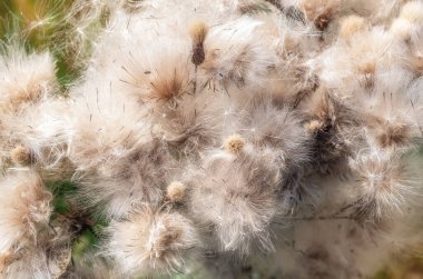 Pamuk gibi kurumuş dikenli devedikeni ya da tarla devedikenini kapatın. Çiçeklerin sonbahar arkaplanı kabarık tohumlar