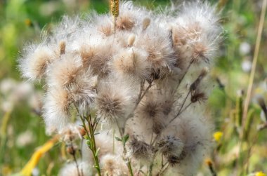 Pamuk gibi kurumuş dikenli devedikeni ya da tarla devedikenini kapatın. Çiçeklerin sonbahar arkaplanı kabarık tohumlar