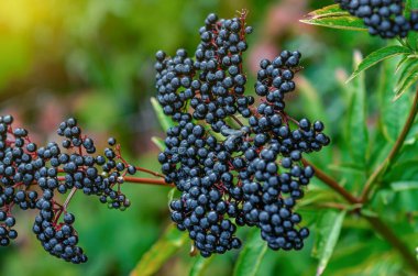 Fly in detail on berries. Bunch of ripe elderberries with dark purple-black fruits clipart