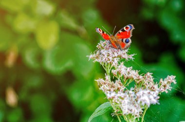 Tavuskuşu kelebeği Aglais Inachis mor çiçeklerden nektar toplar. Kelebeğin ayrıntılı fotoğrafı