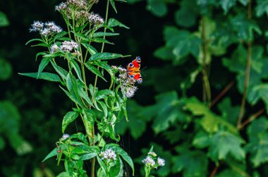 Kızıl Amiral kelebek güneşte çiçekten uçuyor. Kelebeğin uçtuğu ağlı mor çiçek.