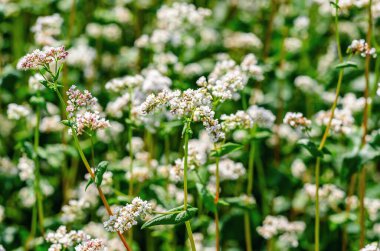 Uzun yeşil saplı beyaz karabuğday çiçeğinin enfeksiyonu. Seçici odaklanma. Bahar çiçek tarlası