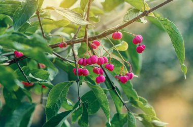 Pembe meyveli dallar ve bulanık arka planda yeşil yapraklar. Avrupa Milli Biçimli Beresklet