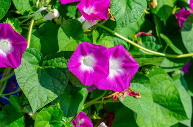 Mor sabah zaferi mi yoksa yeşil yapraklı ipomoea indica çiçekleri mi? Parlak bir manzara yaratıyor. Makro