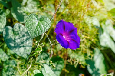 Ipomoea Indica. Blue mornin glory flower in detail.  Growing bright flowers, landscape design. Macro clipart