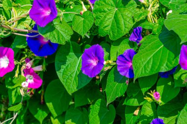 Mor ya da mavi sabah zaferi ya da yeşil yapraklı ipomoea indica çiçekleri. Parlak manzara oluşturuluyor