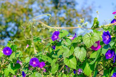 Mavi bulanık gökyüzüne karşı yeşil yaprakları olan kıvırcık mor sabah çiçekleri. Ipomoea Indica.
