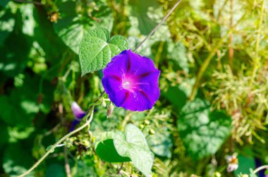 Mavi sabah çiçeği detaylarıyla. Ipomoea Indica. Parlak çiçekler, manzara tasarımı. Makro