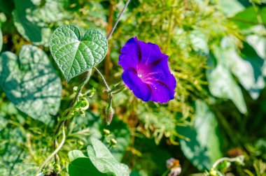 Sabah zaferinin çiçekleri Hint mavisidir ve sonbaharda serin havayla bol bol bahçede büyür.