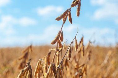 Tarlada altın olgun soya fasulyesi, yakın plan. Bulanık mavi gökyüzüne karşı altın parlayan soya tarlası