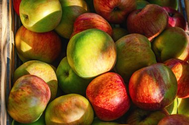 Kutuda bir sürü kırmızı elma var. Güneş tarafından aydınlatılan kırmızı-yeşil elmaların yakın görüntüsü. Bağış yap