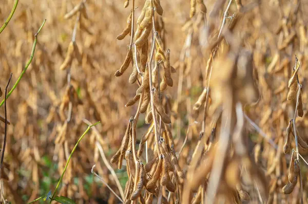 Çiftlikteki altın rengi kahverengi soya fasulyesi, yakın plan. Altın parıltılı soya fasulyesi tarlası. Makro fotoğraf, bulanık