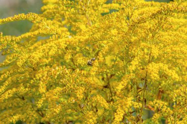 Solidago canadensis, sarı infloresans, Kanada altın çubuğu, Kanada altın çubuğu. Çiçeklerdeki arılar