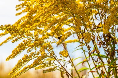 Arı, sarı sonbahar çiçeğinin nektarını toplar. Bulanık arka planda Kanadalı solidago. Seçici odak