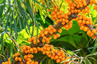 Sonbaharda deniz dikenleri. Yeşil yapraklı ve portakal meyveli dallar. Vitaminler, tıbbi çaylar.