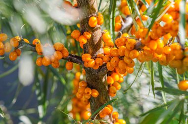 Turuncu deniz karabatağı üzümünde güneş parlıyor. Seçici odaklanma. Parlak sonbahar ekran koruyucu. Bulanık arkaplan