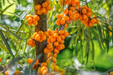 Turuncu deniz karabatağı üzümünde güneş parlıyor. Seçici odaklanma. Parlak sonbahar ekran koruyucu. Bulanık arkaplan