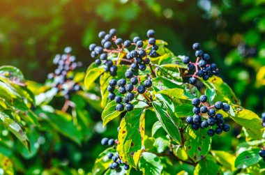 Yeşil yapraklı çalılıklarda kızılcık (Cornus foemina). Vahşi ortamda sonbahar meyveleri.