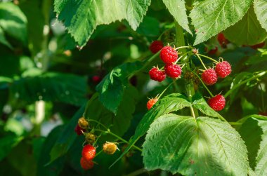 Çalı üzerinde kırmızı yabani ahududu. Arka plan bulanık. Aşçılık ve ilaçlarda ahududu kullanımı