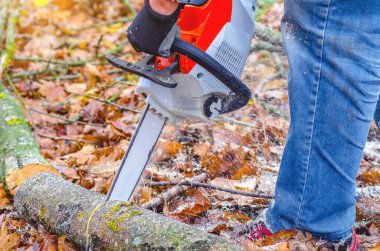Ormanda Elektrikli Testere ile Ağaç Kesen Profesyonel Oduncu Ahşap İşleme ve Kütükçülüğü