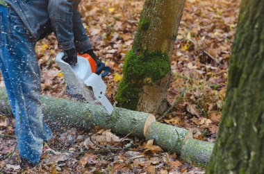 Forestry Worker with Chainsaw - Lumberjack Felling Tree in Sustainable Logging Operation clipart