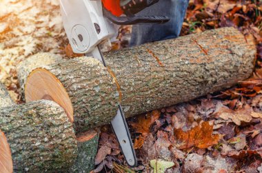 Rugged Lumberjack with Chainsaw Cutting Tree Trunk in Forest - Forestry and Woodcutting Work clipart