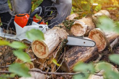 Keskin testereli testere, ormanda düşen yapraklara karşı tahta kütükler keser. Kış için odun topluyorum.