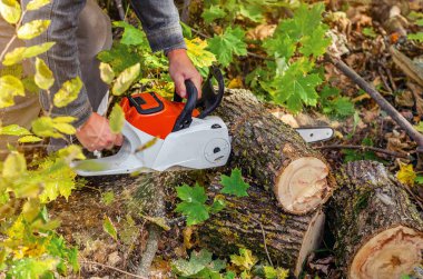 İşçi testere ile kütük keser. Mevsimlik seyrelen ormanlar, bahçeler. Talaş yere düşer. Sonbahar