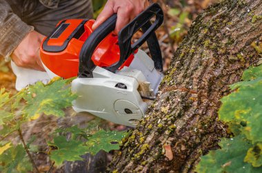 Keskin testereli testereler ormanda yapraklarla kesilmiş kütükleri keser. Kış için odun topluyorum. Kapat