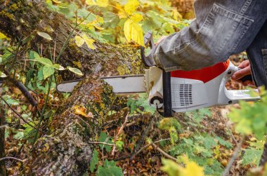 Kot ceketli bir adamın elektrikli testereyle ağaç keserken yan görüntüsü. Autumn Forest Cut 'ın fotoğrafı.