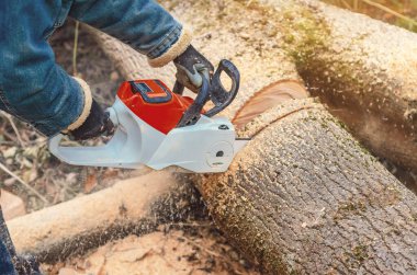 Orman İşçisi Testereyle Büyük Düşen Ağacı Testereyle Kesiyor