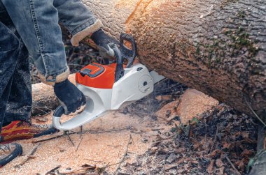 Oduncu Elektrikli Testere ile Devrilen Ağacı Kesiyor