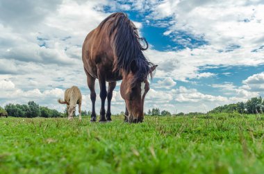 Alnında beyaz leke olan çayırlık kahverengi at çimlerde otluyor. Düşük açı. Sihirli gökyüzü
