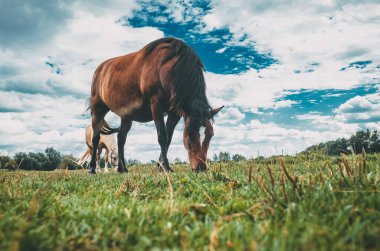 Alnında beyaz leke olan çayırlık kahverengi at çimlerde otluyor. Düşük açı. Sihirli gökyüzü