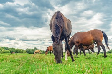 Siyah at at at sürüsüyle çayırda otluyor. Bacaklar yana. Bulutlu gri gökyüzü. Atların duvar kağıtları