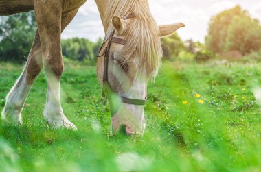 Bej at, güneşli yaz çayırlarında yeşil çimlerde otlar. At koşum takımı yakın plan. Güneş patlamaları