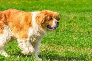 Moskova bekçi köpeği yeşil çimlerde koşar. Kırmızı ve beyaz tüylü uzun saçlı köpek, uzun kulaklı. Büyük şirin köpek.