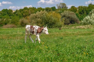 Çayır yeşil çimenli çayırdaki küçük buzağıların sakin manzarası. Bulanık ağaçların ve gökyüzünün arkaplanı