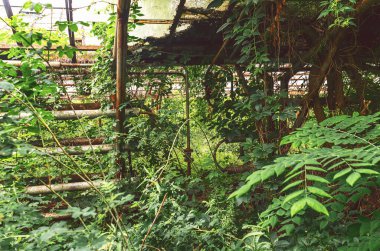 Vahşi üzümler terk edilmiş bir serayı ele geçiriyor. Çürüyen bir doğa dokunuşu.