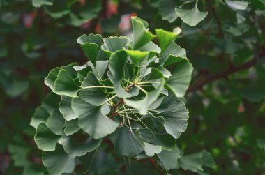 Narin yelpaze yaprakları olan zarif bir ginkgo ağacı dalı, dayanıklılık ve uzun yaşamın sembolü.