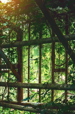 Overgrown vines in an old, abandoned greenhouse, natural beauty in forgotten structure clipart