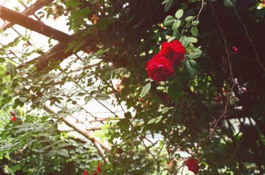 Terk edilmiş sera yeşil bitkiler ve gül çalıları ile kaplıdır.