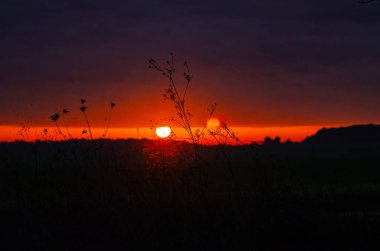 Mor günbatımı bulutlarında turuncu güneş. Siluet ağaçları. Kuru otların arasından düşük açılı görüş. Güneş parlıyor