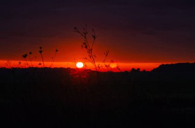 Mor günbatımı bulutlarında turuncu güneş. Siluet ağaçları. Kuru otların arasından düşük açılı görüş. İyi akşamlar.