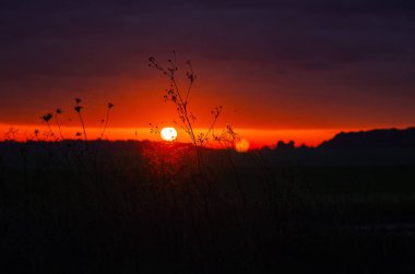Turuncu mor gün batımının alacakaranlık manzarası. Ağaç siluetleri. Kuru bitkinin düşük açılı görüntüsü. Güneş parlıyor