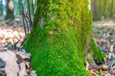 Ormandaki ağaç gövdesinin köklerinde büyüyen yeşil yosunların ön görüntüsü. Düşen yapraklar arka planda bulanık